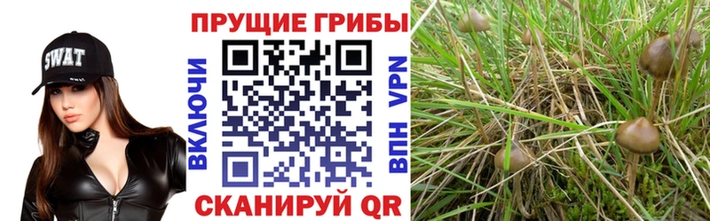 Галлюциногенные грибы Psilocybine cubensis  где купить наркоту  Удомля 